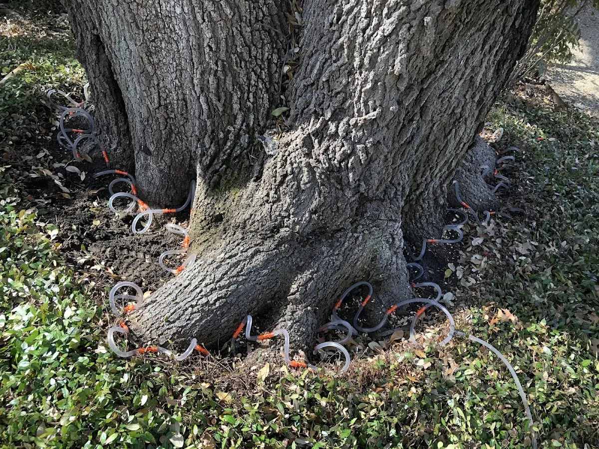 Detailed Tree Cabling and Bracing job site in East Randolph