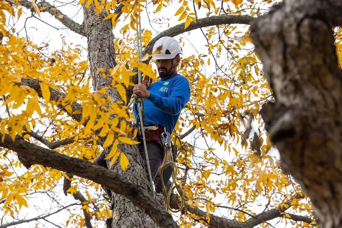 Skilled Tree Planting crew working in East Randolph